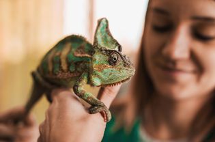 Chameleon being held by a woman