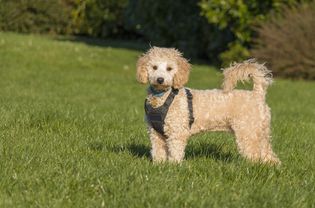 Poochon bichon poodle mix