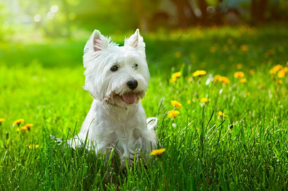 一只长着又长又白的毛和尖尖的耳朵的小猎犬坐在草地上。