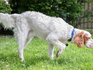 白棕相间的英国塞特犬在草地上散步