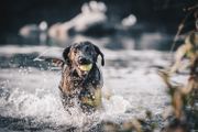 拉布拉多猎犬在水中