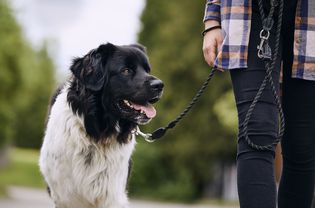 fluffy black and white dog walking on leash next to human