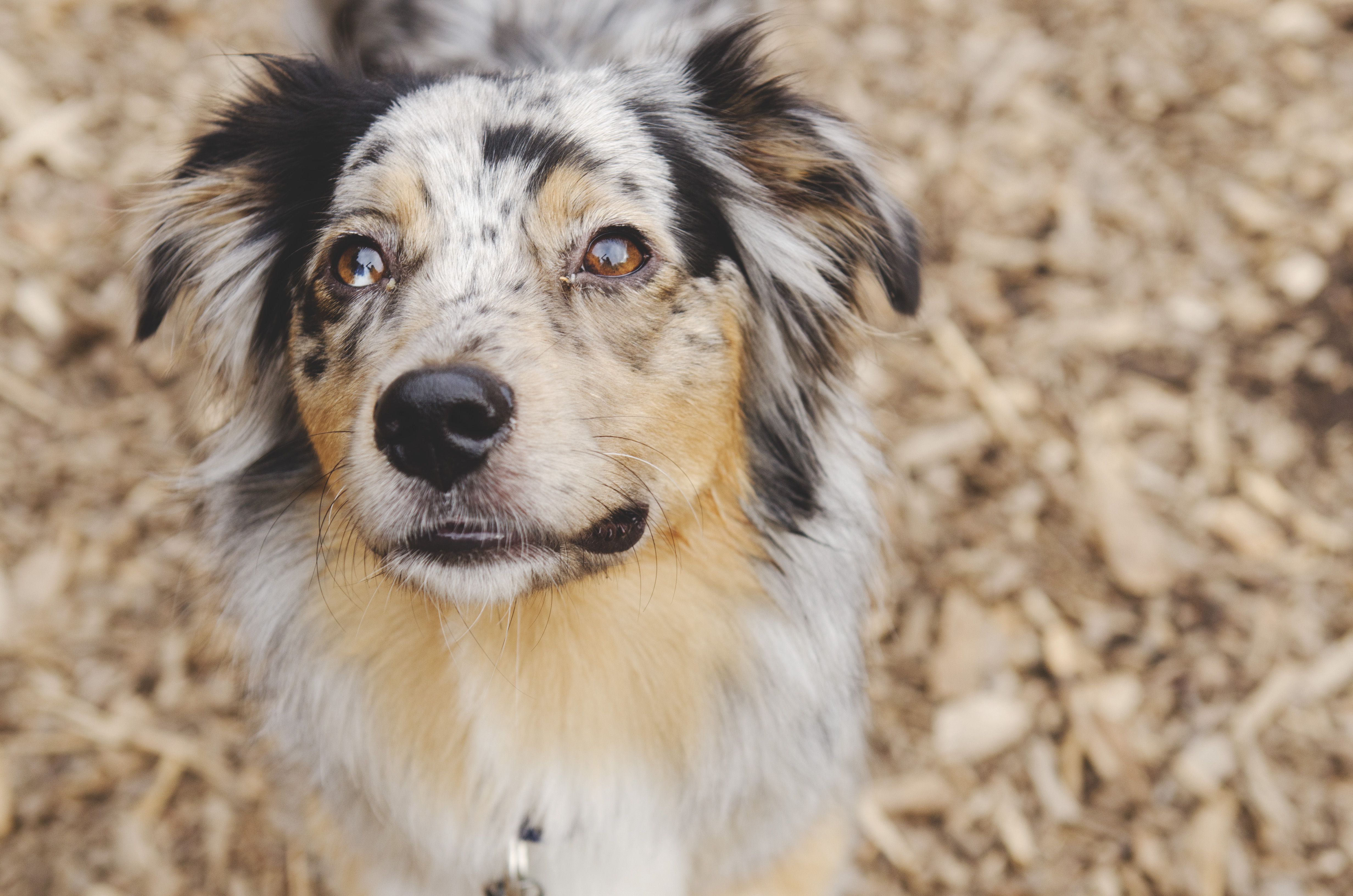 迷你美国牧羊犬抬头看