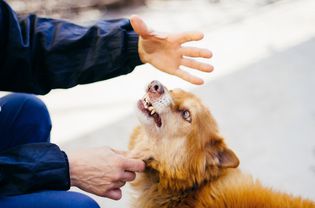 狗对着人的手咆哮。