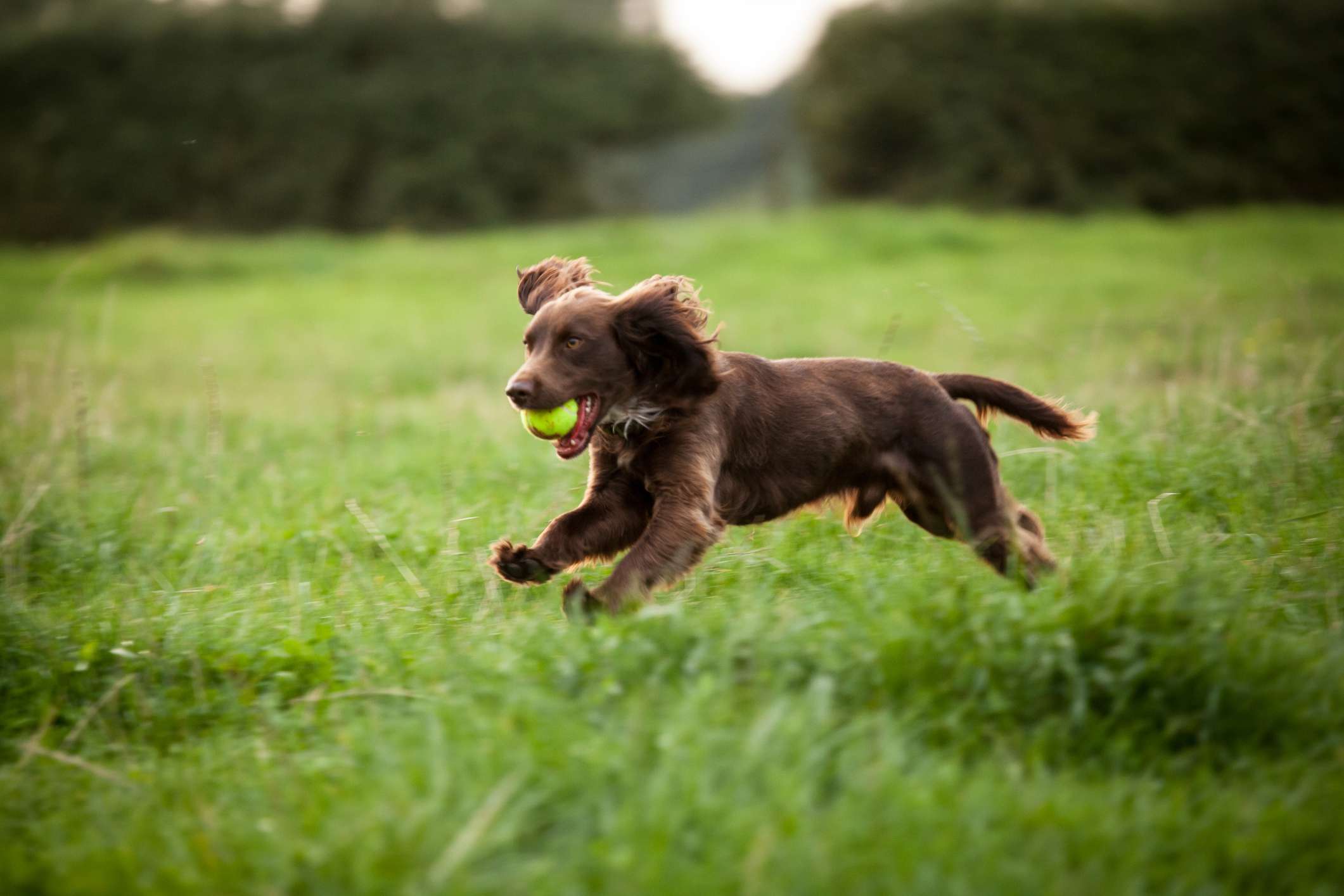 博伊金猎犬幼犬嘴里叼着网球跑过球场。