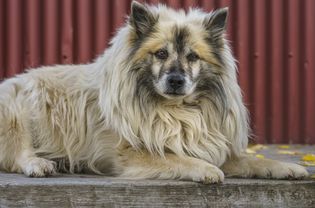 冰岛牧羊犬躺在红色的金属墙前