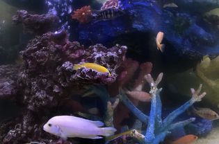 多云的水族馆