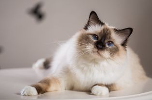 Birman cat