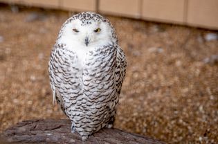 雪白的猫头鹰和坐在木栖上的黄色猫头鹰