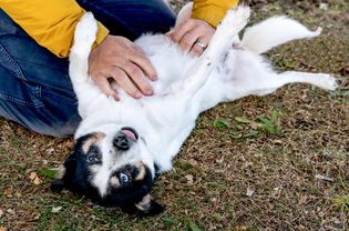 white dog laying on back while getting belly rub