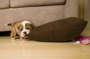 英国斗牛犬小狗咬枕头