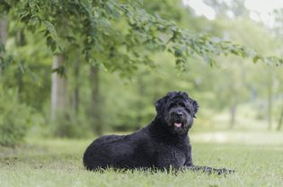 弗兰德斯Bouvier des flandres