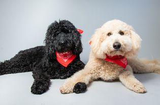 Two labradoodles with bandanas.