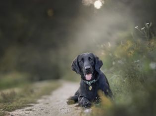 平纹猎犬躺在土路上