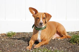 Fawn and white chiweenie sitting outside.