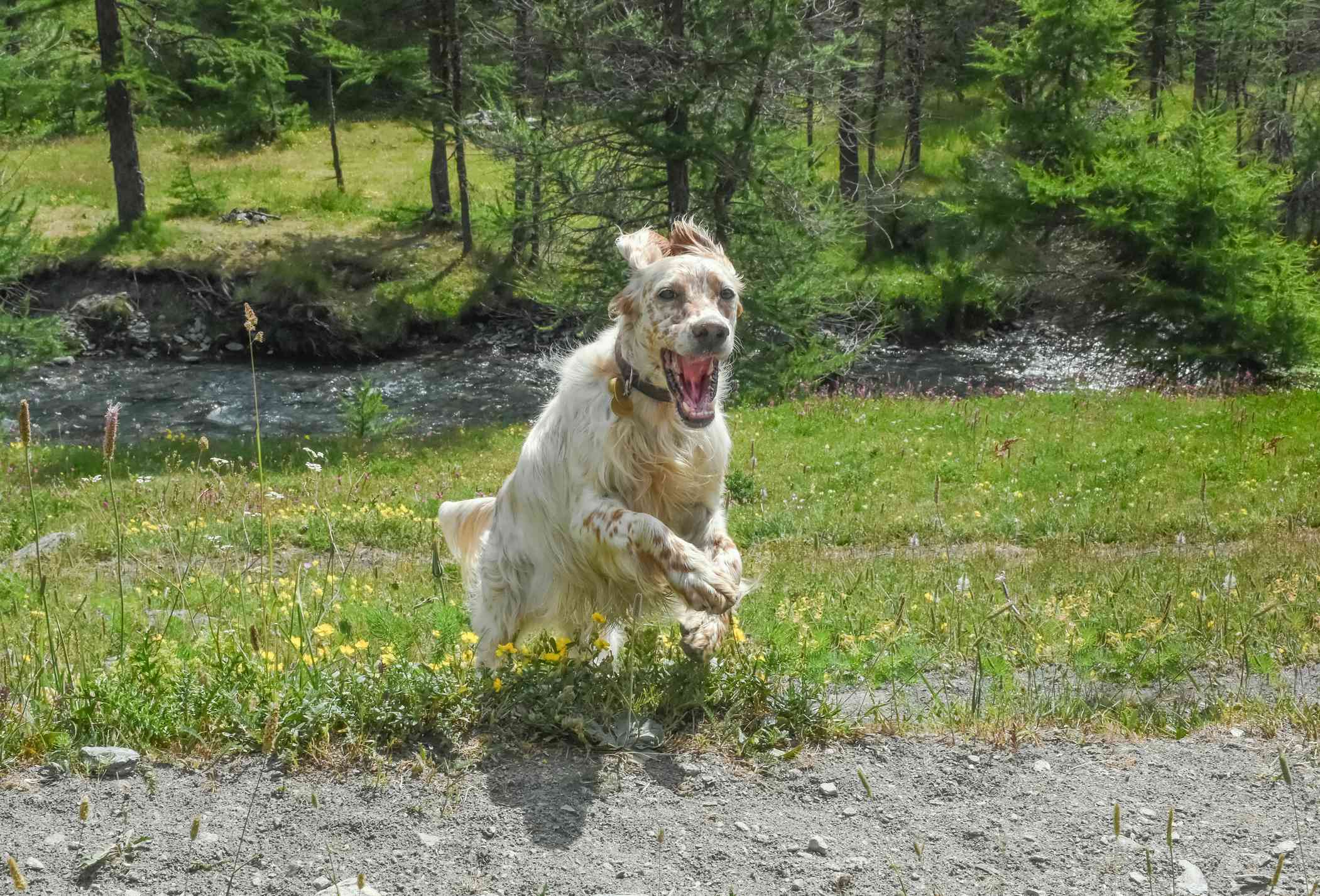 在草地上奔跑的英国猎犬