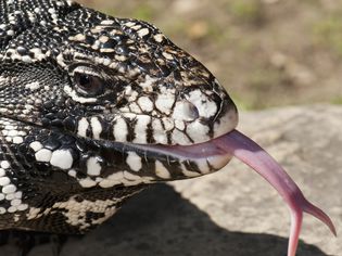 Argentine black and white tegu