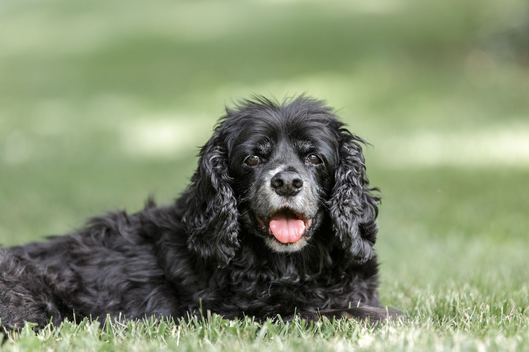 外面草地上的高级黑色可卡犬