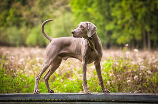 外面是成年魏玛犬