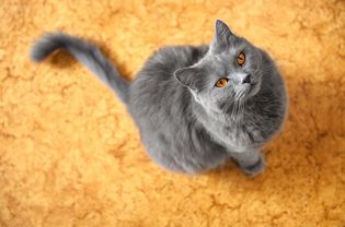 Grey cat