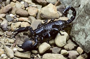 天蝎，Pandinus imperator(蝎科)，产于非洲。