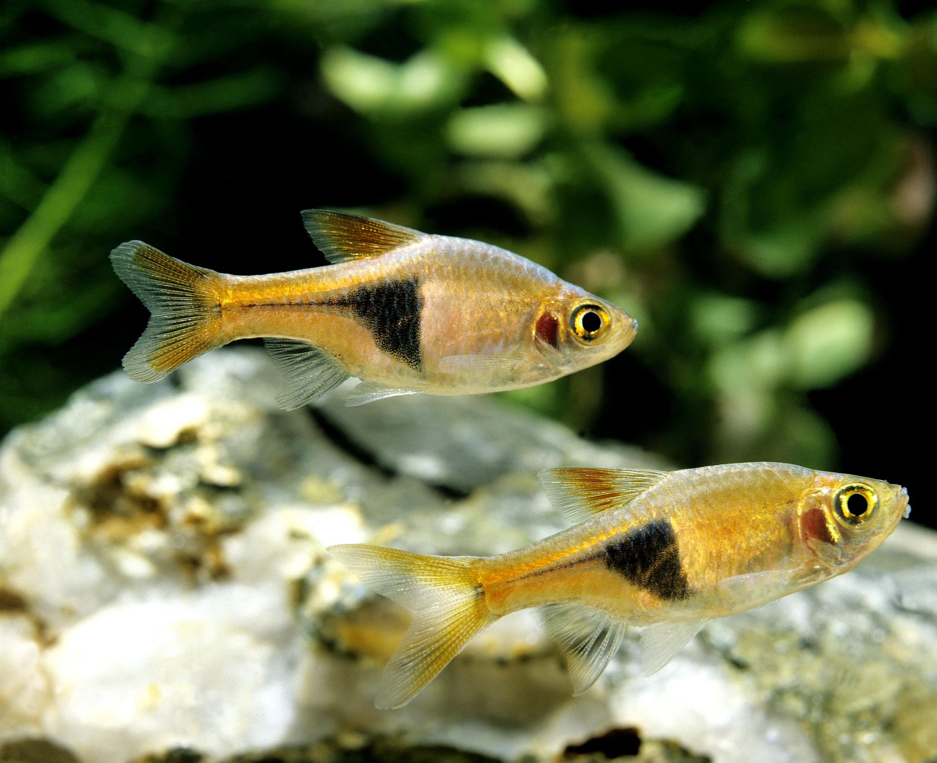 Harlequin Rasbora Rasbora heteromorpha