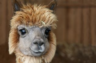 closeup of the head of a young alpaca