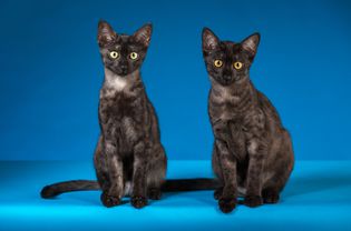 Smoke Egyptian Mau cats