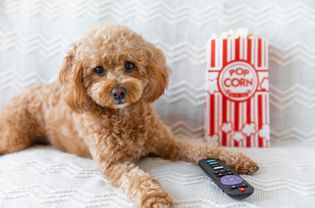 Small brown poodle laying next to bag of popcorn and remote control