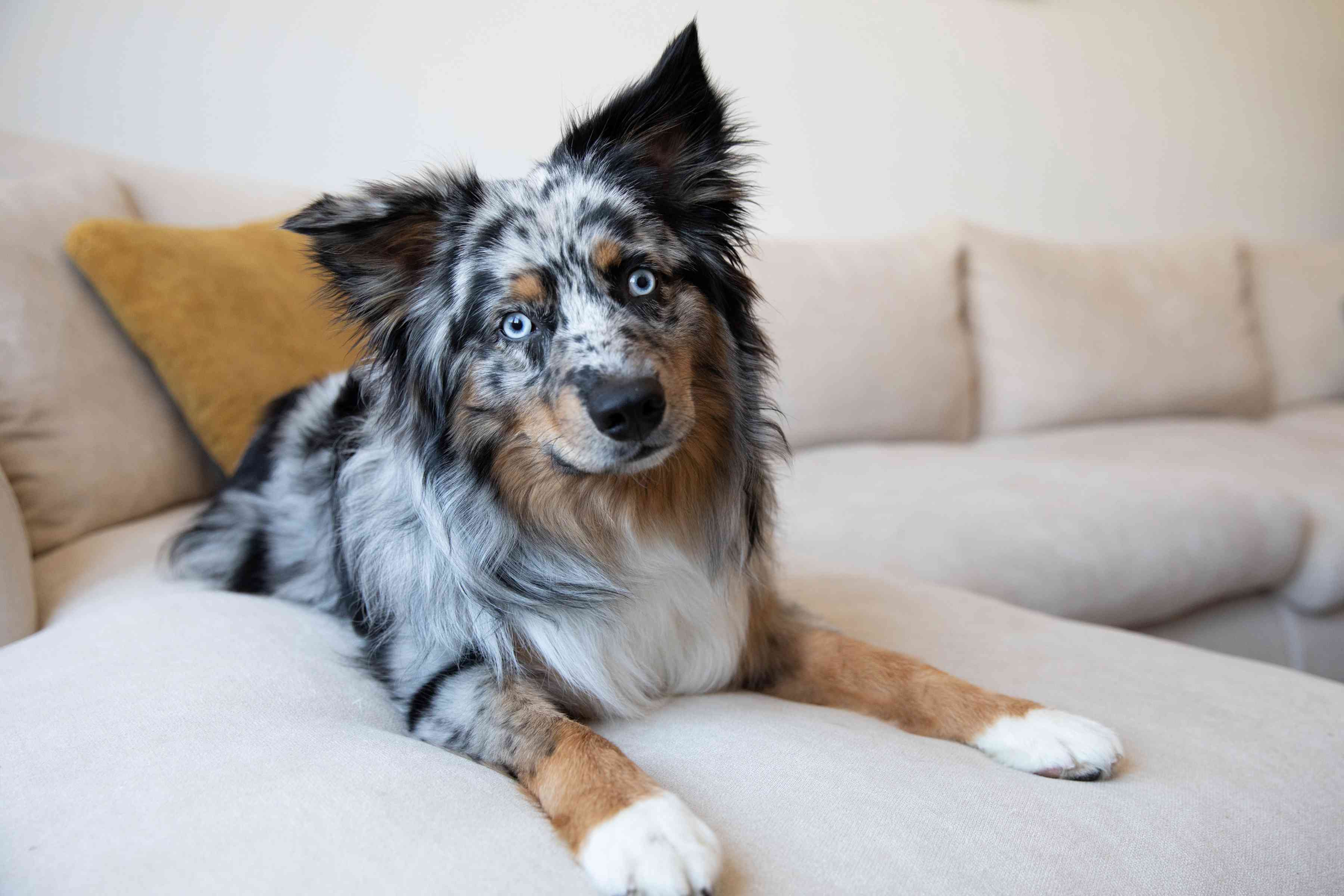 一只蓝眼睛的澳洲牧羊犬躺在沙发上