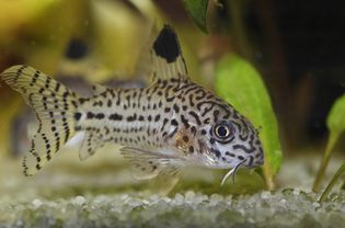 Corydoras julii鱼