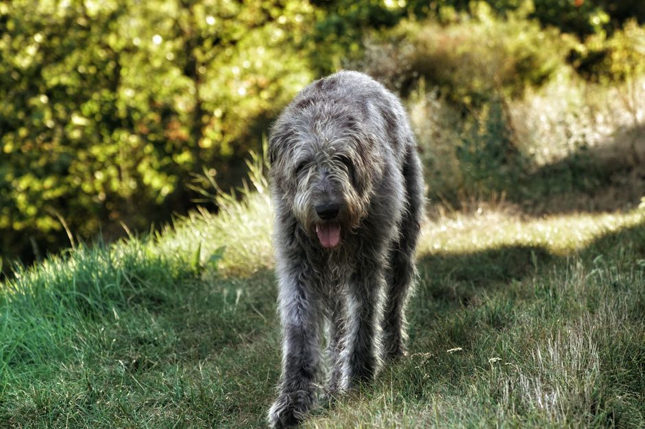 爱尔兰猎狼犬在草地上对抗植物