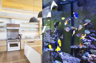 Tropical fish swimming in an aquarium outside kitchen