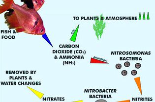 水族箱中的氮循环