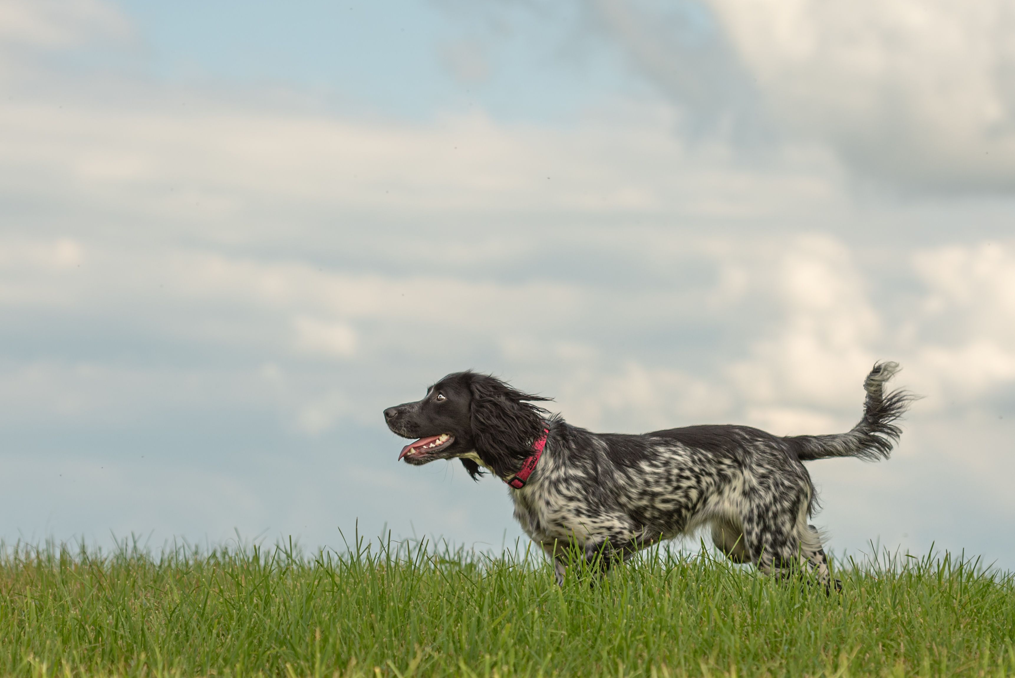 english springer spaniel stands in meadow