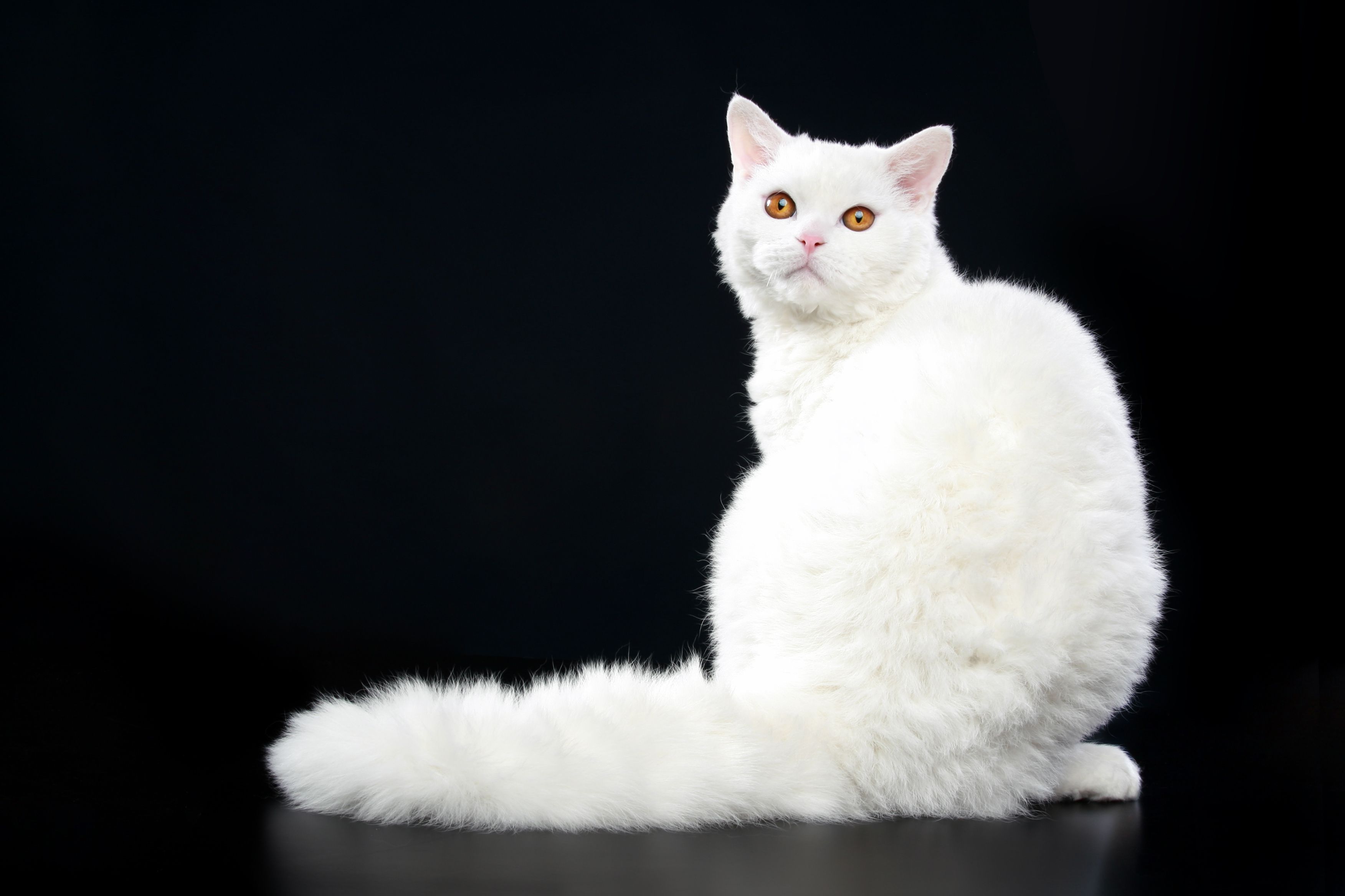 Selkirk Rex