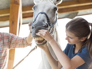 Vet checking horses teeth