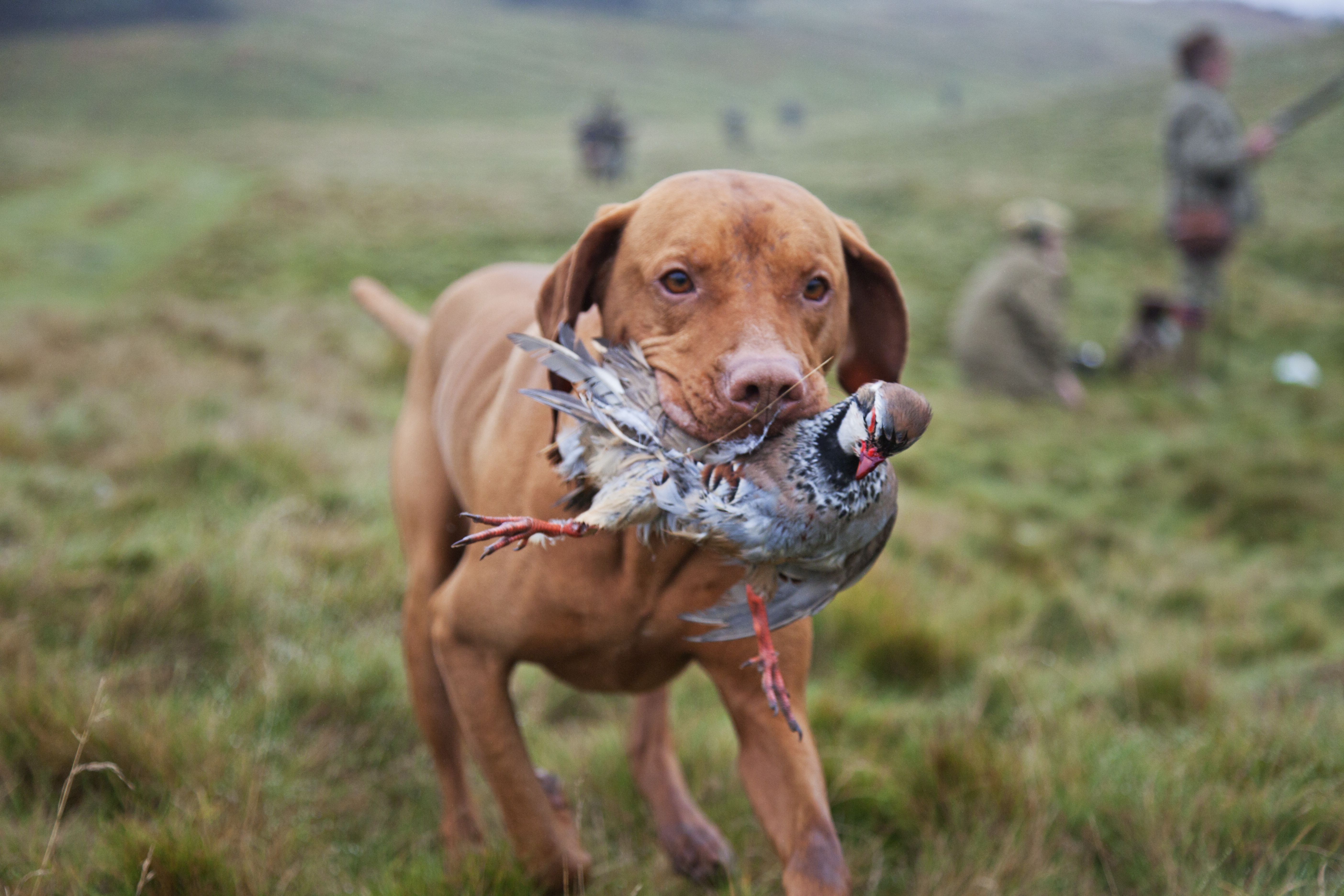 vizsla holds partridge in mouth with hunters in background