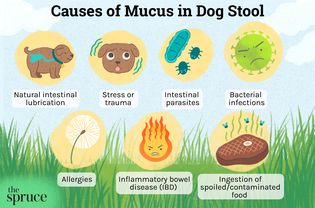 Causes of Mucus in Dog Stool