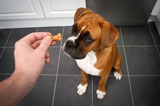 狗的款待品种繁多，拳师犬等待款待