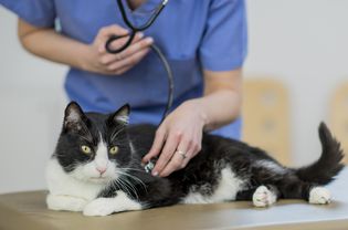 feline arterial thromboembolism or saddle thrombus in cats