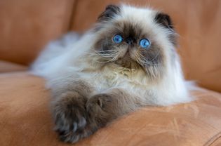 Himalayan Persian cat