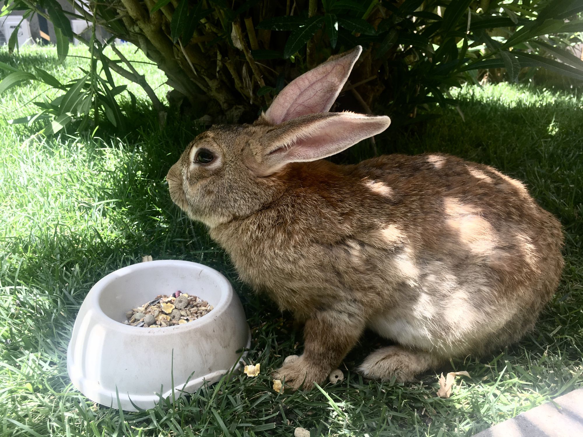 Rabbit with food bowl in shade outside.