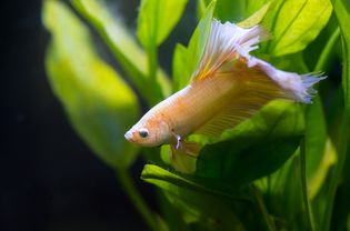 Betta fish sleeping on leaf