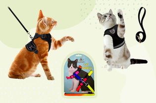 The Pupteck Adjustable Cat Harness Collar with Leash between two cats displayed on a colorful background