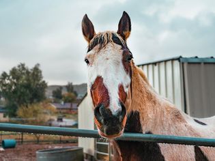 何rse with white and brown patches on face looking over metal railing