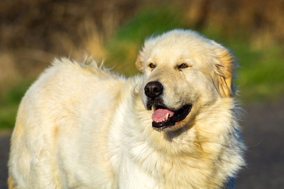 大白熊犬