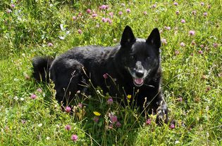 挪威的巴纳巴犬