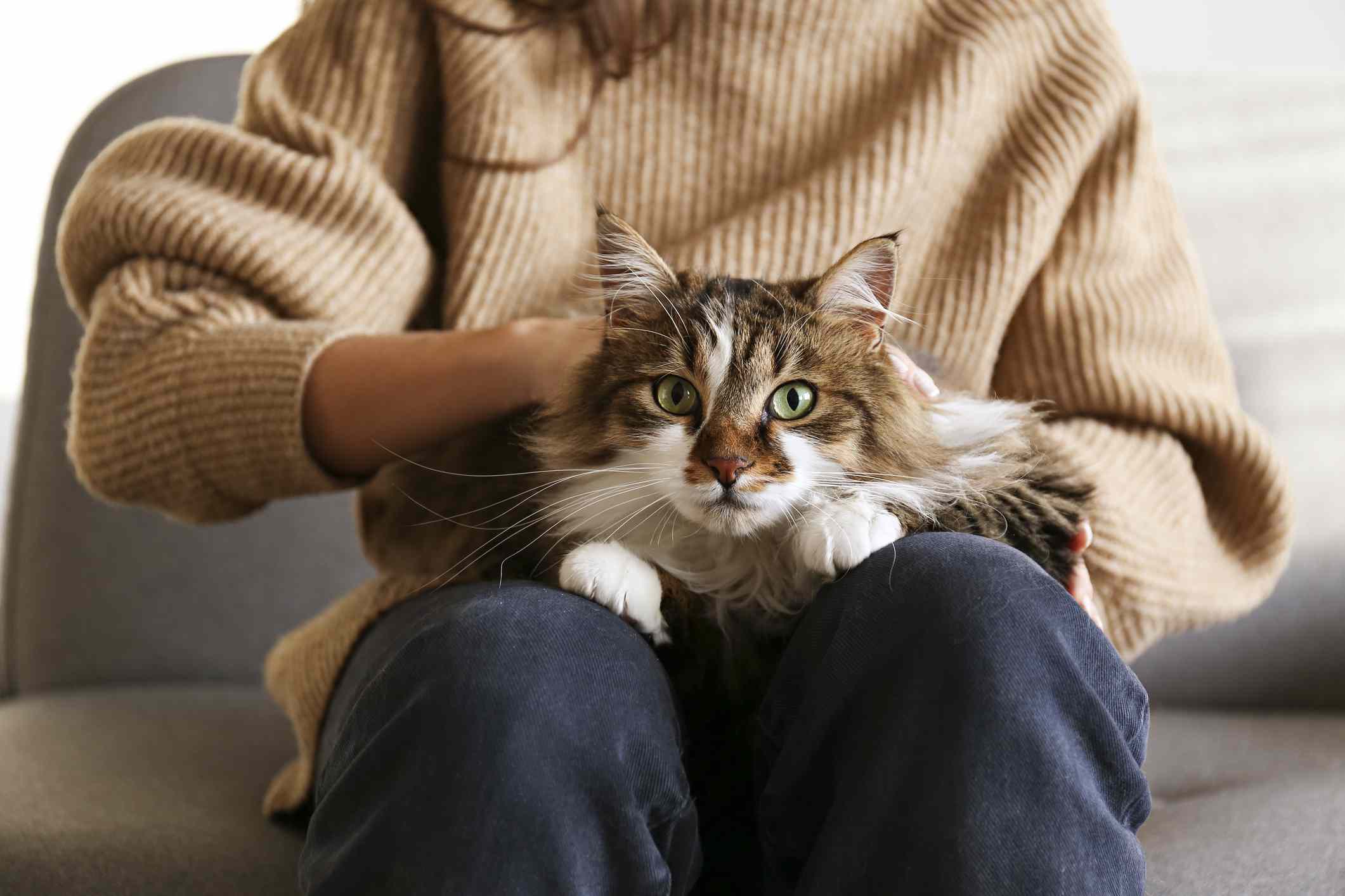 一个穿着棕色毛衣的女人膝上抱着一只破旧的猫。