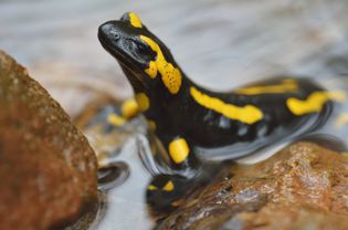 European Fire Salamander